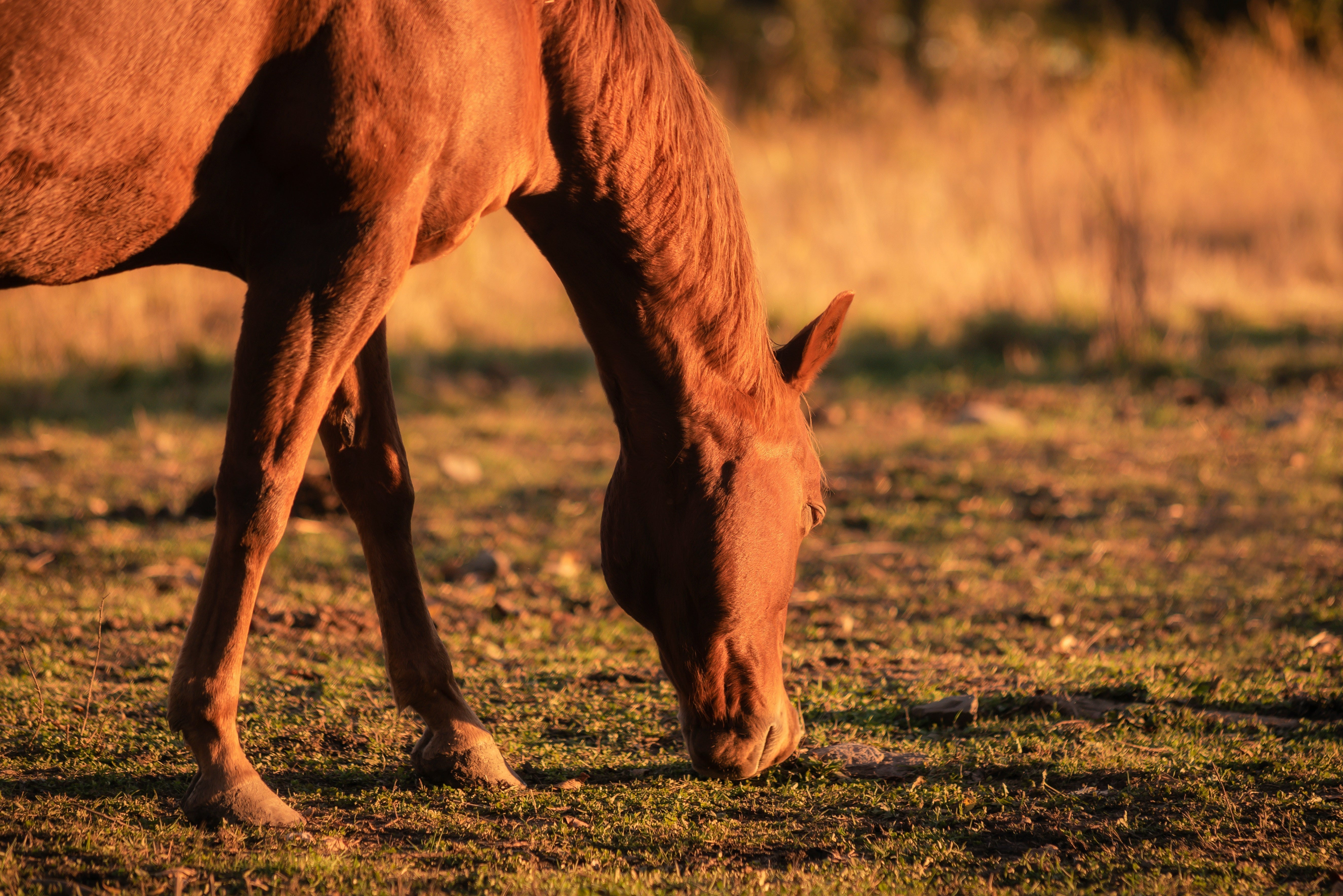 glutathione benefits for horses Supplement Improves Horses' Muscle Cell Antioxidant Activity  The Horse The Benefits of Beta-Glucans for