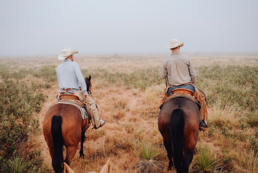 What is Cetyl-M and Why is it Good for Horses?