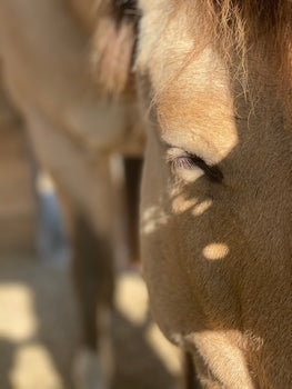 Explained: Gastric vs. Hindgut Ulcers in Horses