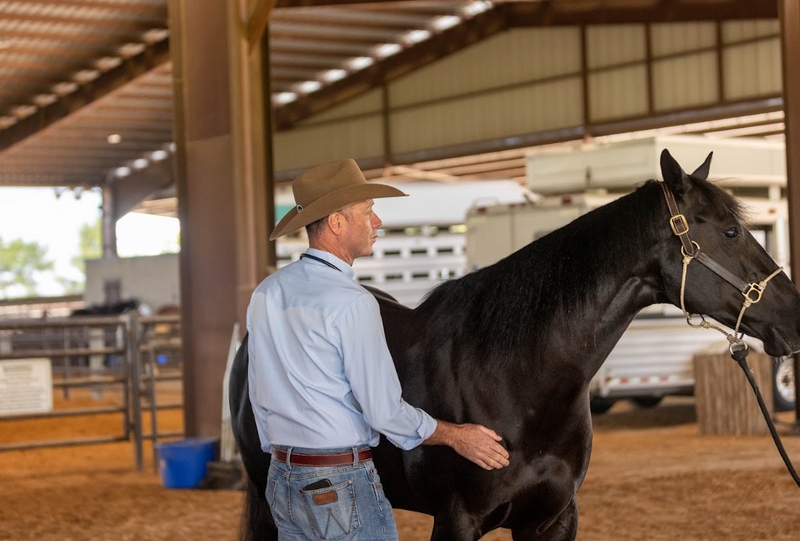 The Trade-Off: What Common Medications Like Bute, Lasix, and Omeprazole Are Actually Doing to Your Horse's Gut