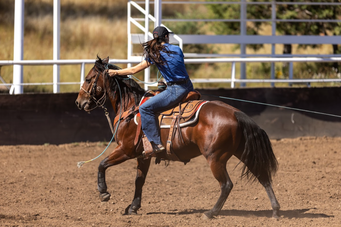 Hindgut Ulcers: What Most Horse Owners Miss