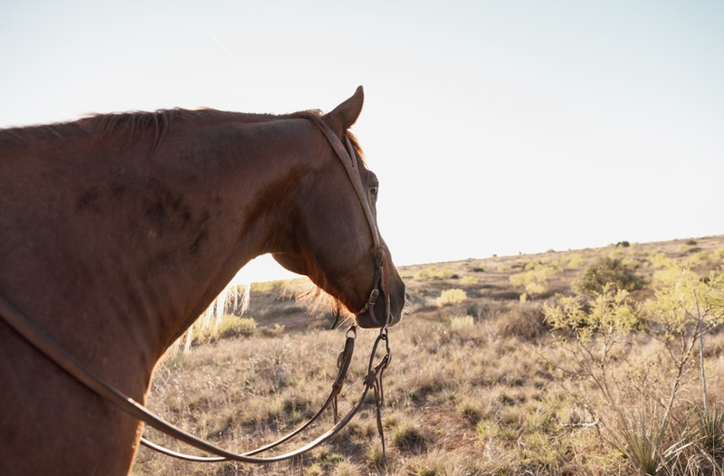 When the Treatment Ends: Why Ulcers Come Back After Omeprazole and How to Stop It