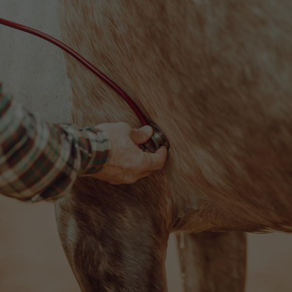 Vet holding a stethoscope to horse 