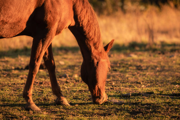 Brown horse grazing in a field with warm sunlight