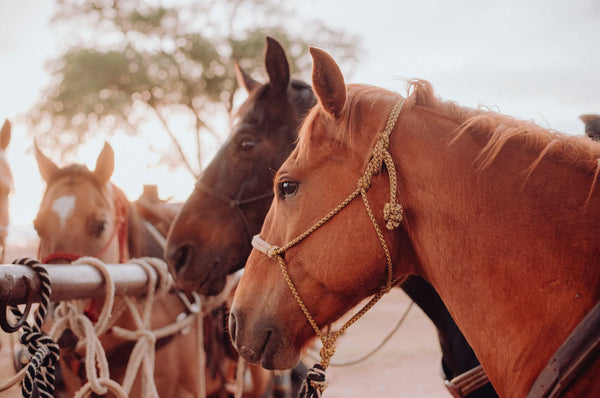 Two horses standing close to each other with a blurred background