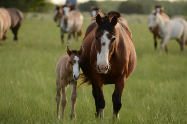 Horses and a foal standing in a grassy field with other horses in the background.