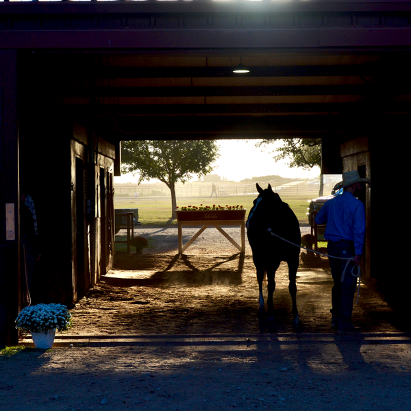 Person leading a horse out of a stable at sunset