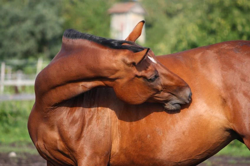 Brown horse standing in a field with greenery in the background