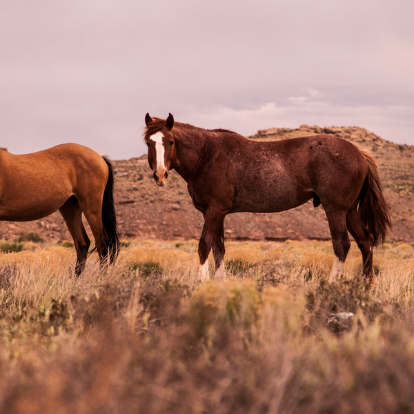 EPM in Horses: What It Is, What It Is Not, and What Every Performance Horse Owner Needs to Know