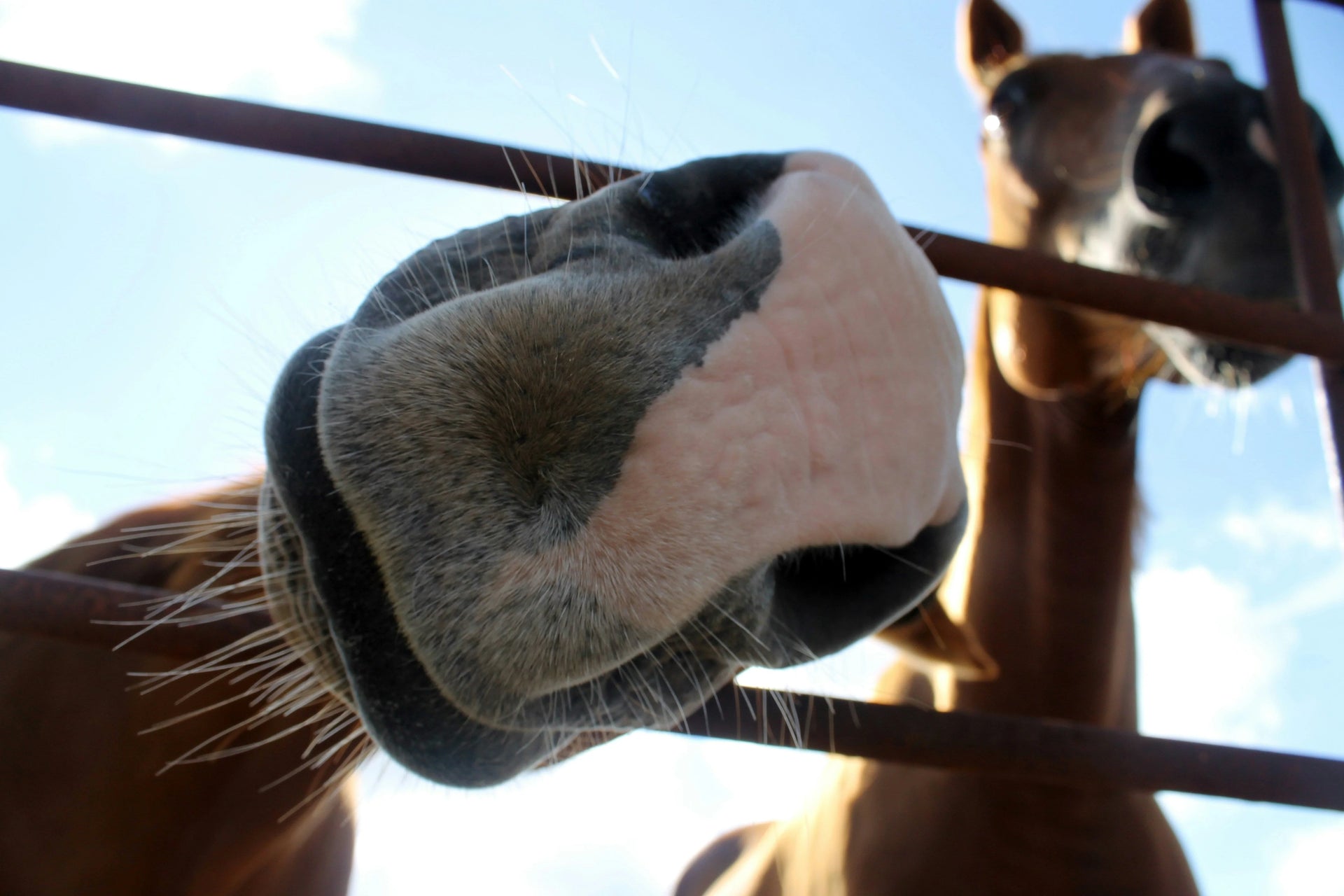 Two horses interacting behind a fence with a clear blue sky.