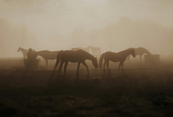Horses in a misty field with a warm, brownish hue