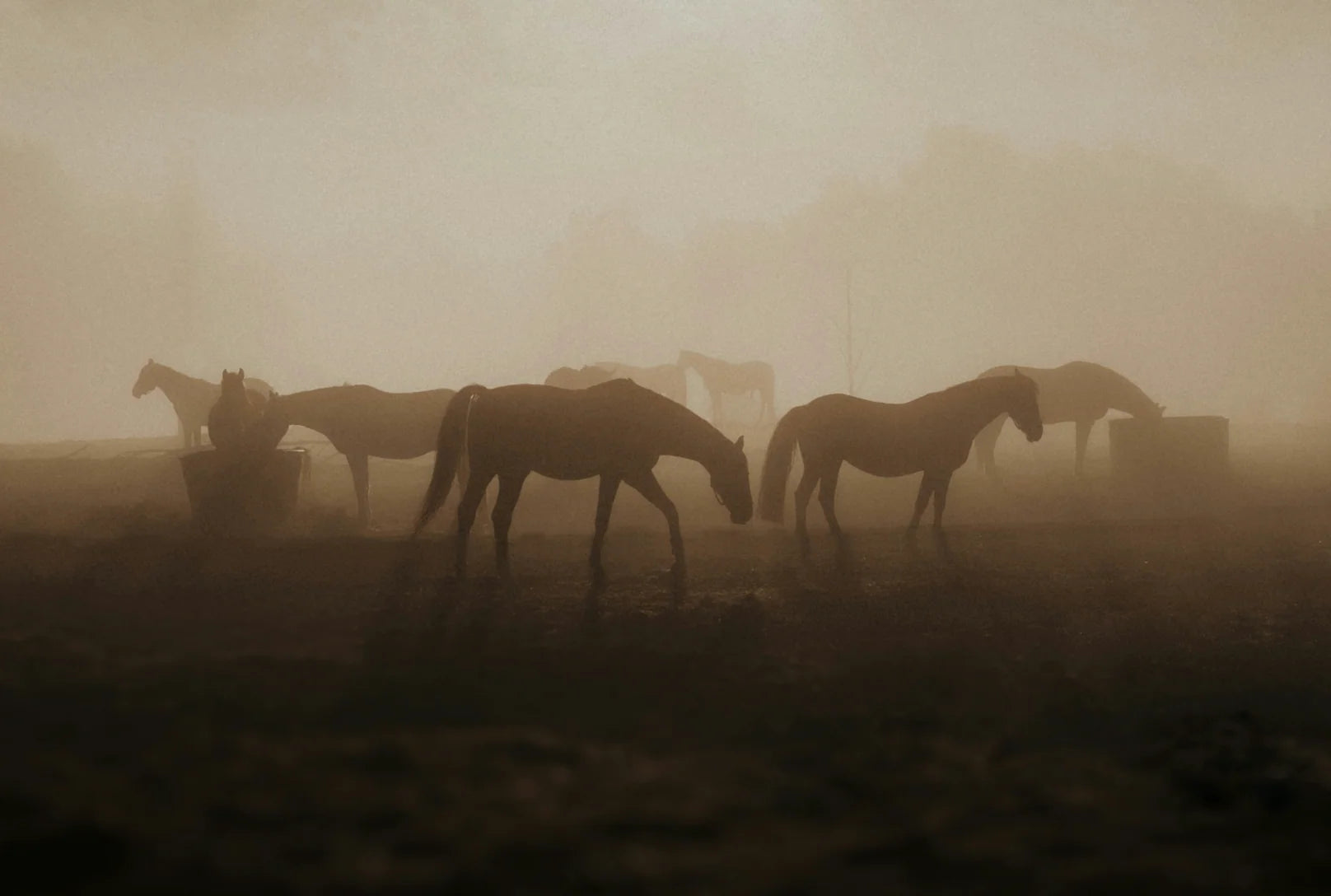 Horses in a misty field with a warm, brownish hue