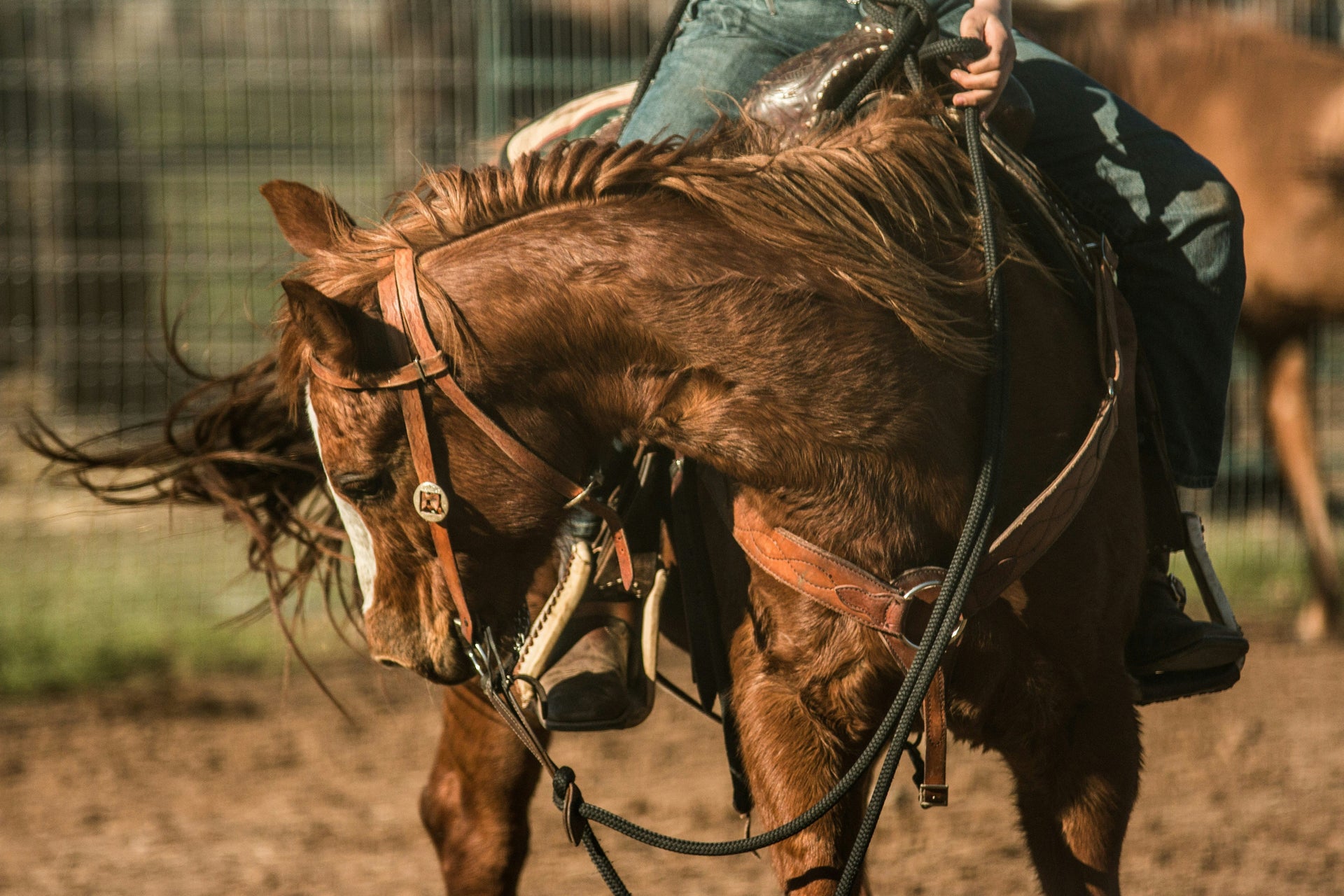 Brown horse being ridden with a blurred background