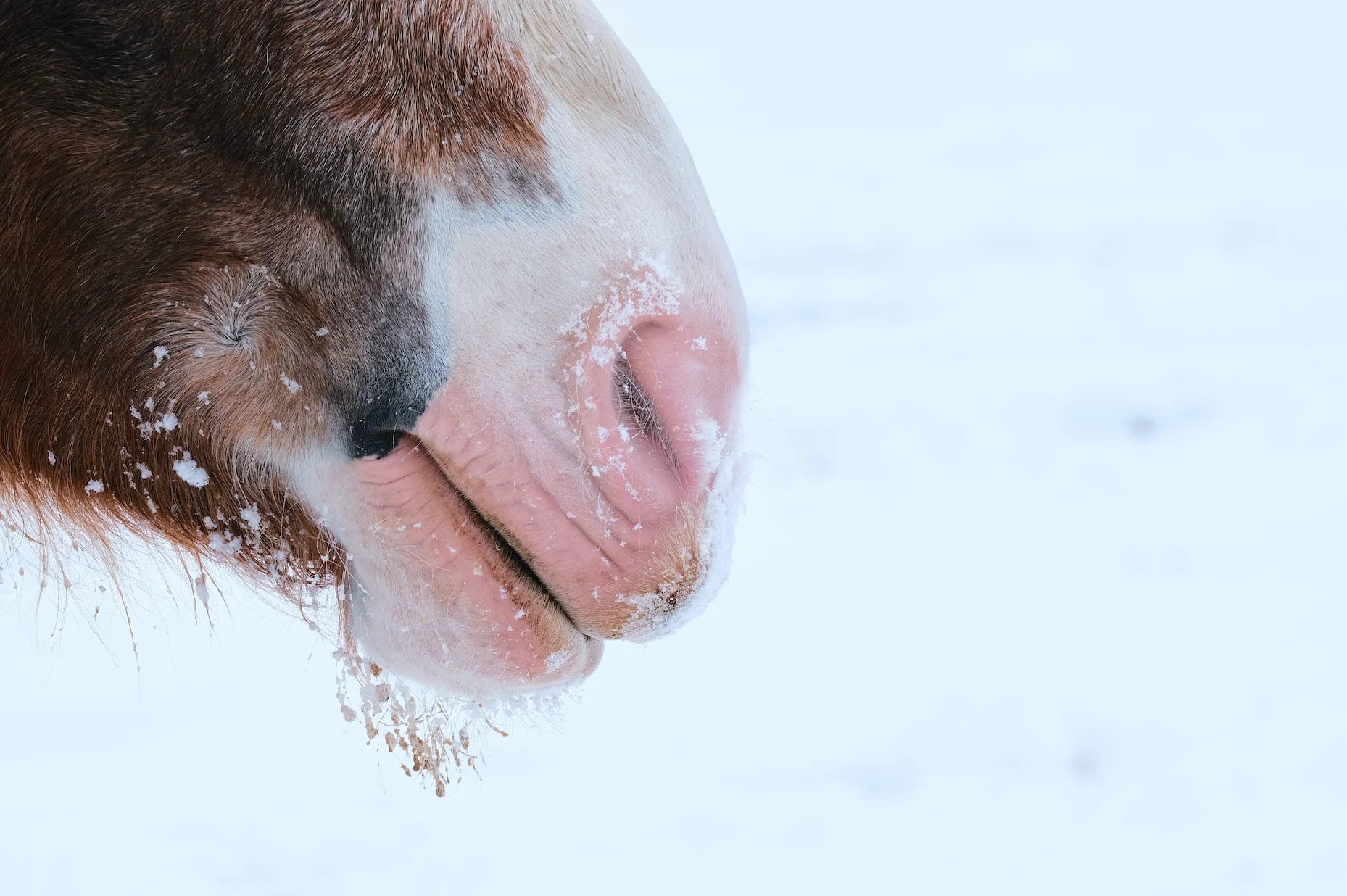Close-up of a horse's nose with snow on a blurred snowy background