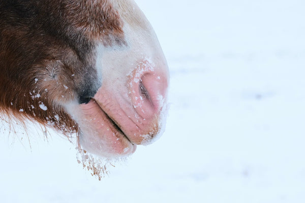 Close-up of a horse's nose with snow on a blurred snowy background