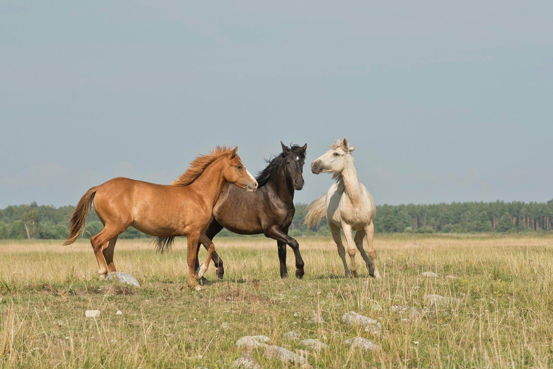 Three horses running in a grassy field with a clear sky.