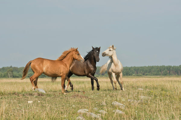 Three horses running in a grassy field with a clear sky.