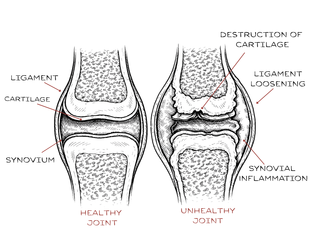 Joint Health & Inflammation Support – 6666 Equine Supplements