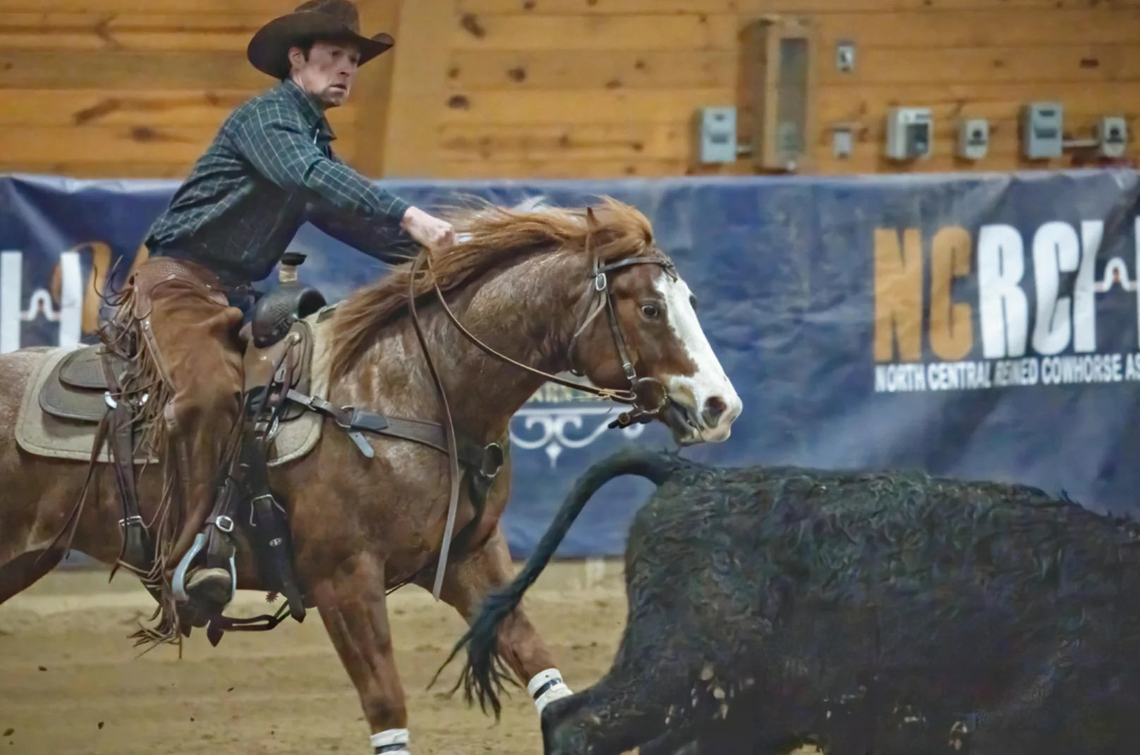 Cowboy on horseback chasing a steer in an indoor arena with NCRCI branding.