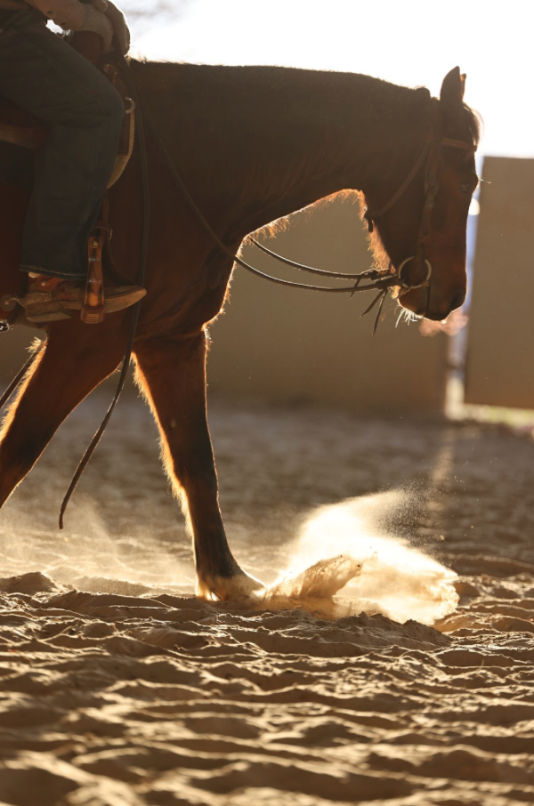 Horse walking in arena with dust