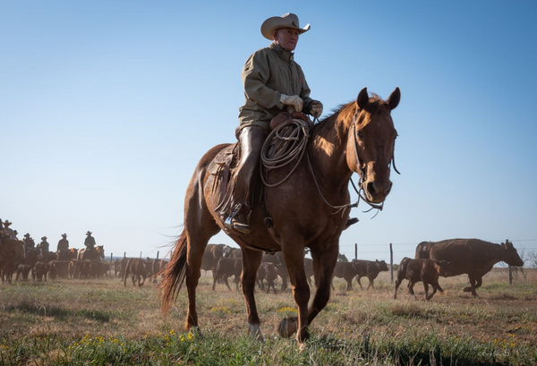 Cowboy on horseback herding cattle in a field with a clear blue sky.