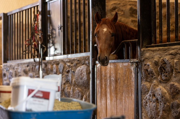 Horse peeking out from a stable door in a barn setting