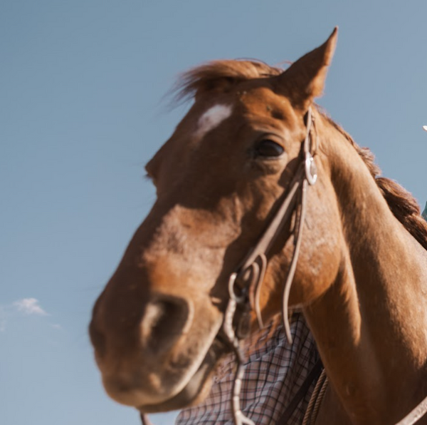 When the Treatment Ends: Why Ulcers Come Back After Omeprazole and How to Stop It