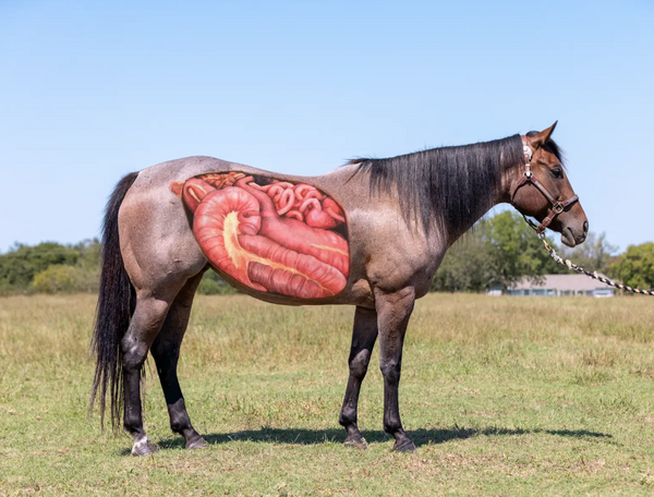 Break the Cycle: Why Ulcers Keep Coming Back and What to Do About It
