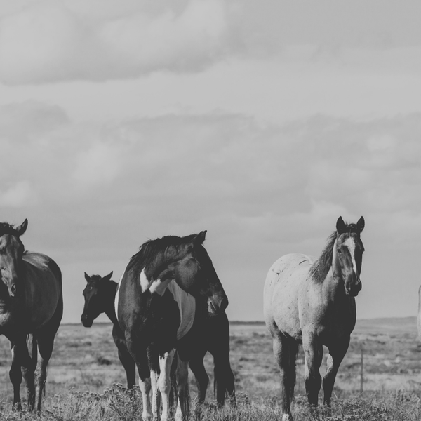 New World Screwworm Has Reached Texas. Here Is What Every Horse Owner Needs to Know.