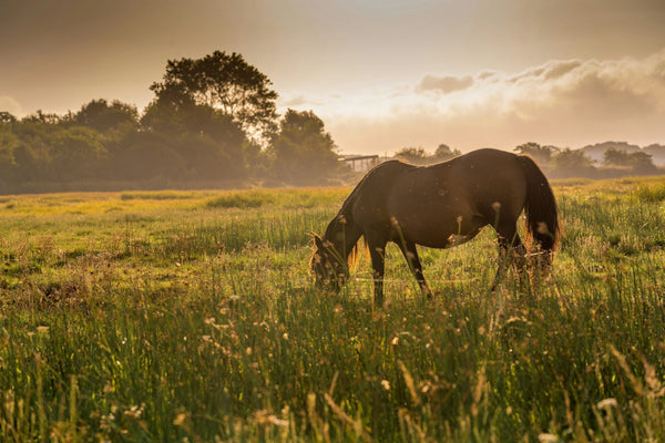 Horse grazing in a field with a sunset sky