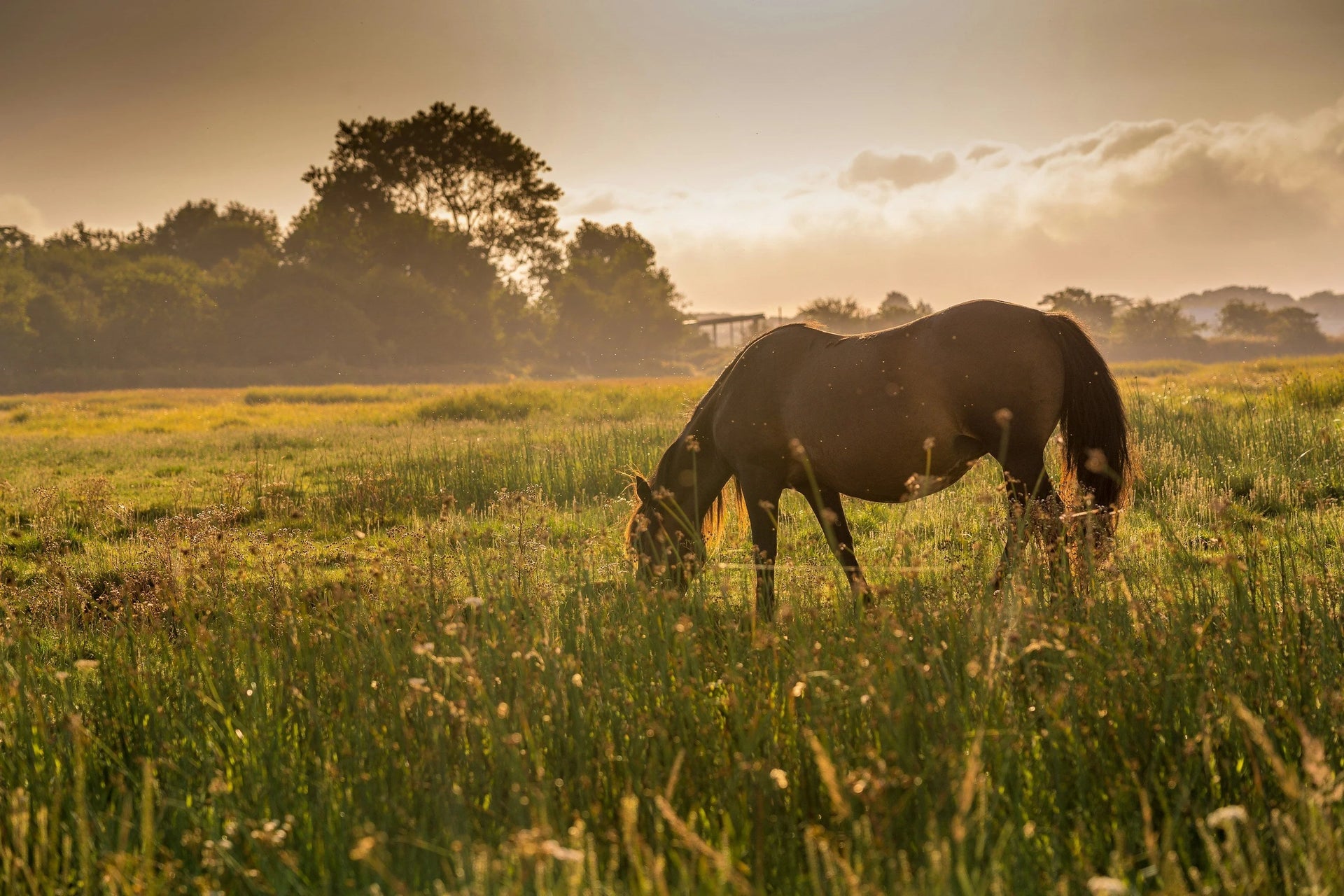 Horse grazing in a field with a sunset sky