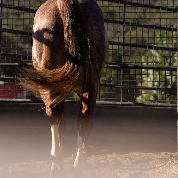 Horse walking in a fenced area with a blurred background