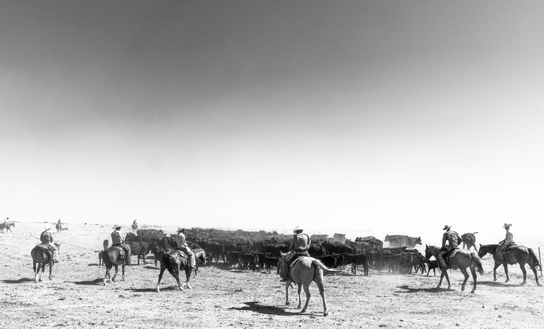 Black and white photo with cowboys herding cattle