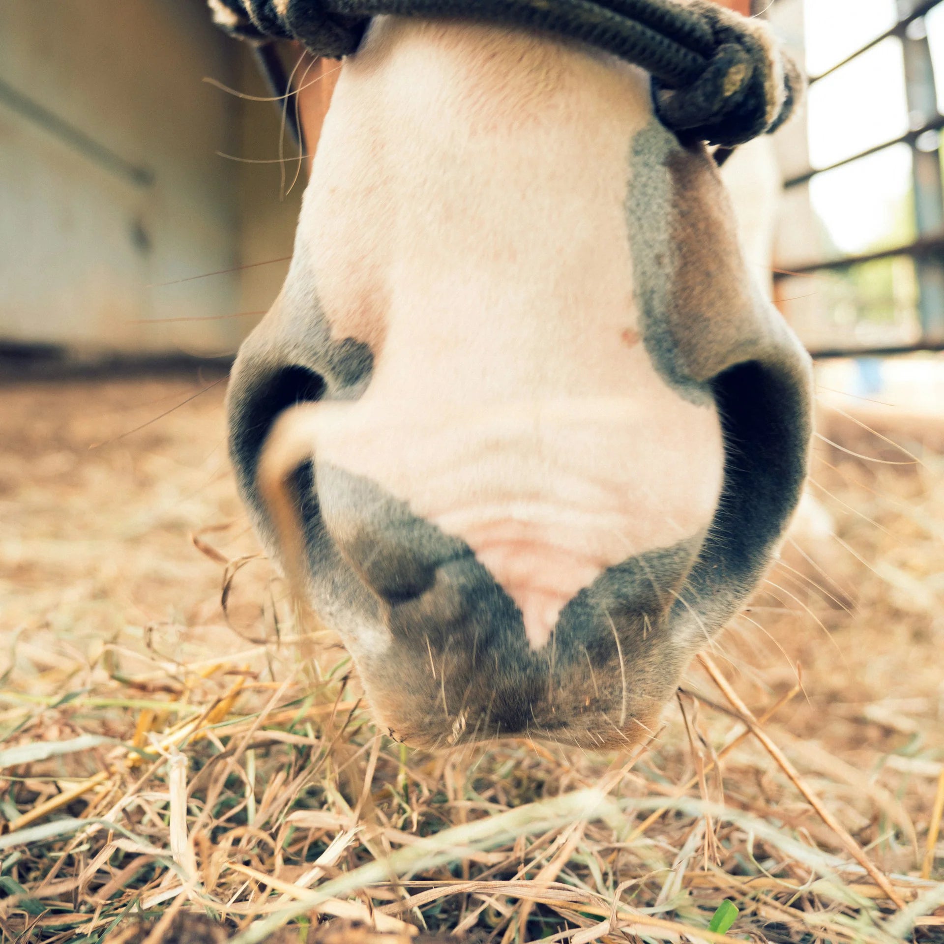 Close-up of a horse's head as it eats hay in a stable.