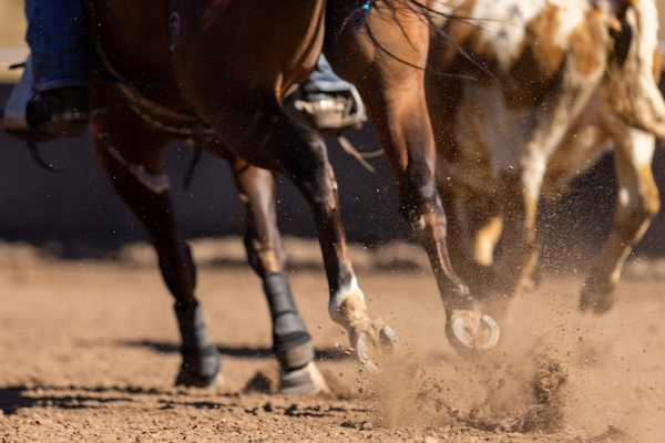 Horses running on a dirt track with dust in the air