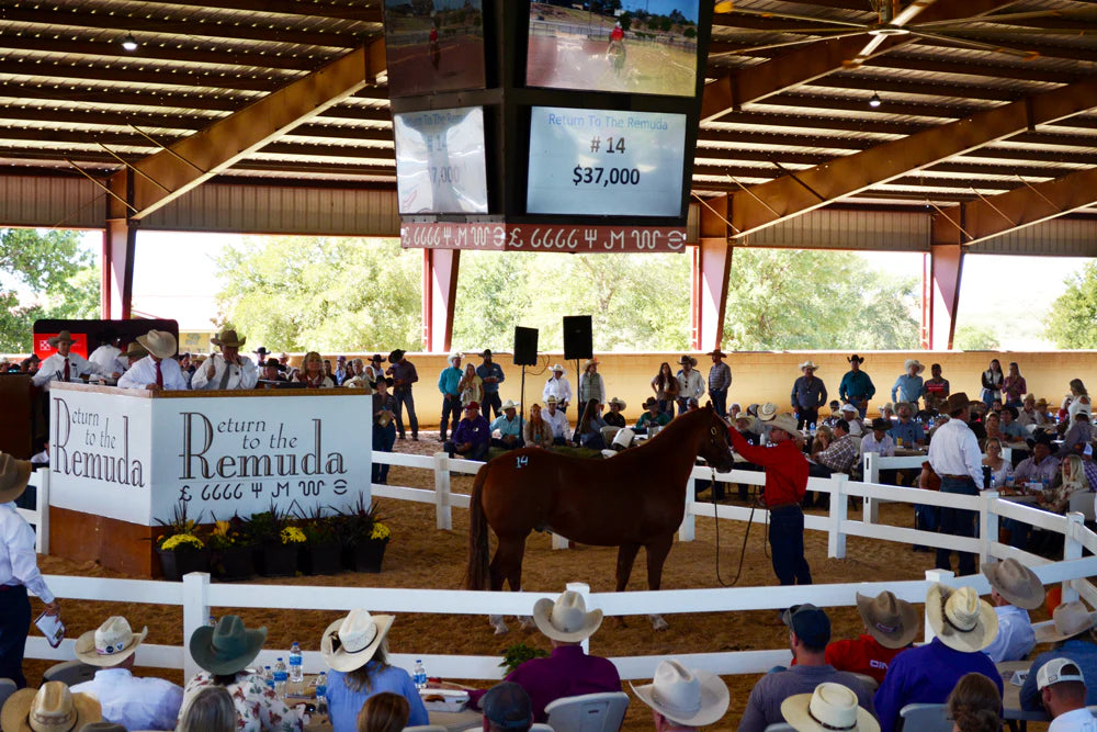 Remuda horse sale
